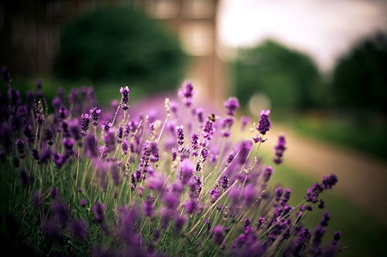 Lavender - photo