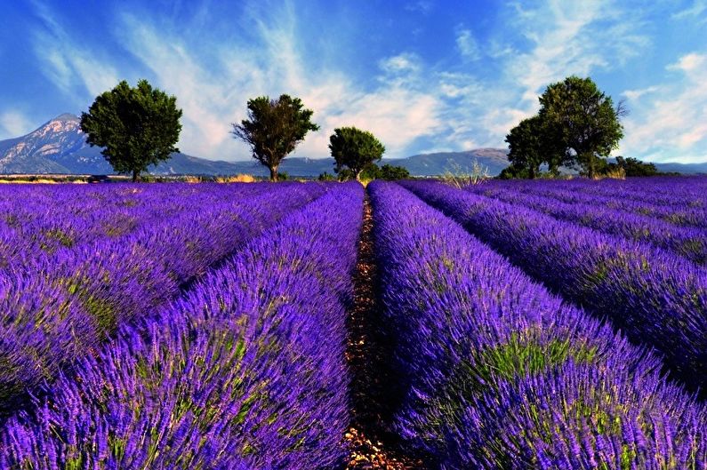Lavender - photo