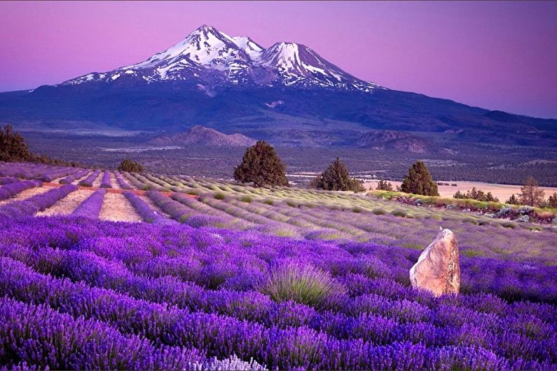 Lavender - photo