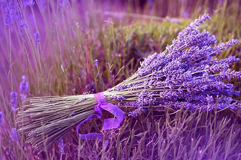Lavender - photo