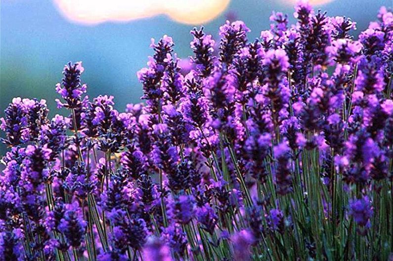 Lavender - photo