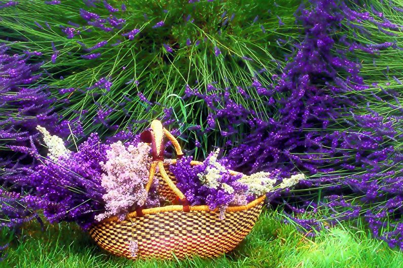 Lavender - photo