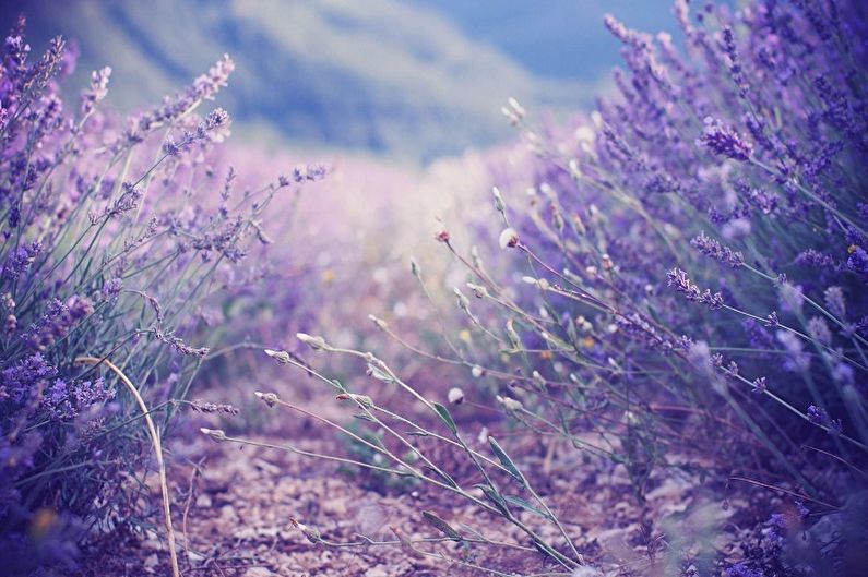 Lavender - photo