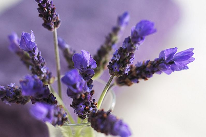 Lavender - photo