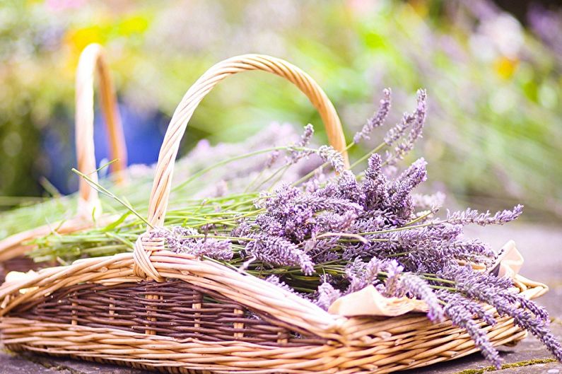 Lavender - photo