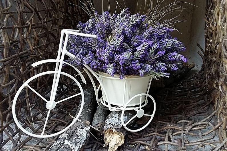Lavender - photo