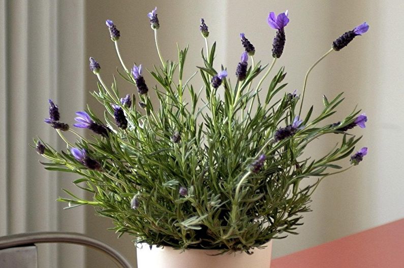 Lavender - photo