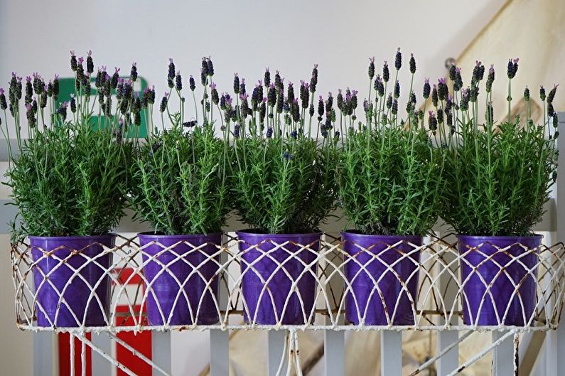 Lavender - photo