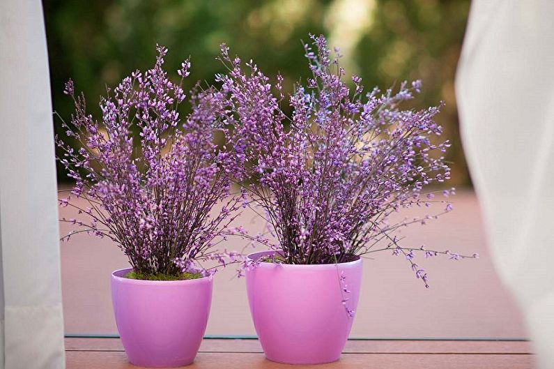 Lavender - photo