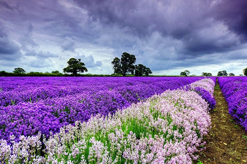 Lavender - photo