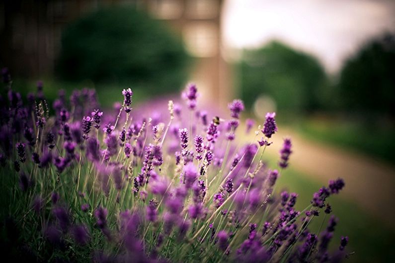 Lavender - photo
