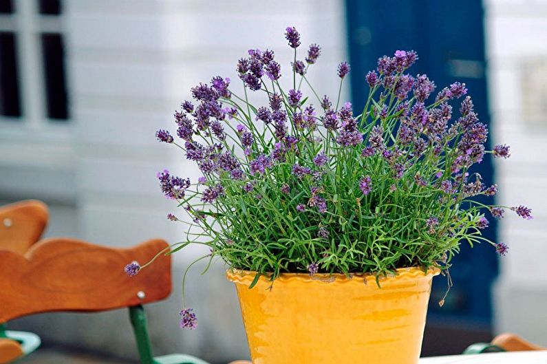 Lavender - photo