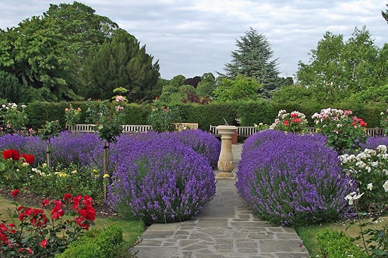 Lavender - photo