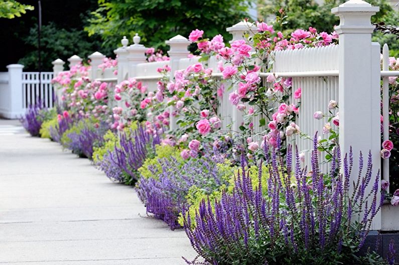 Lavender - photo