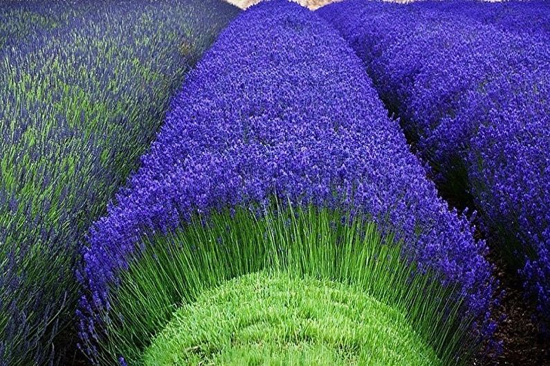 Lavender - photo