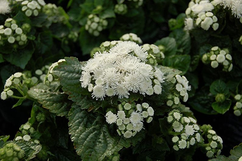 Ageratum - Alba