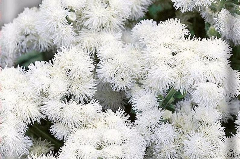 Ageratum - White ball