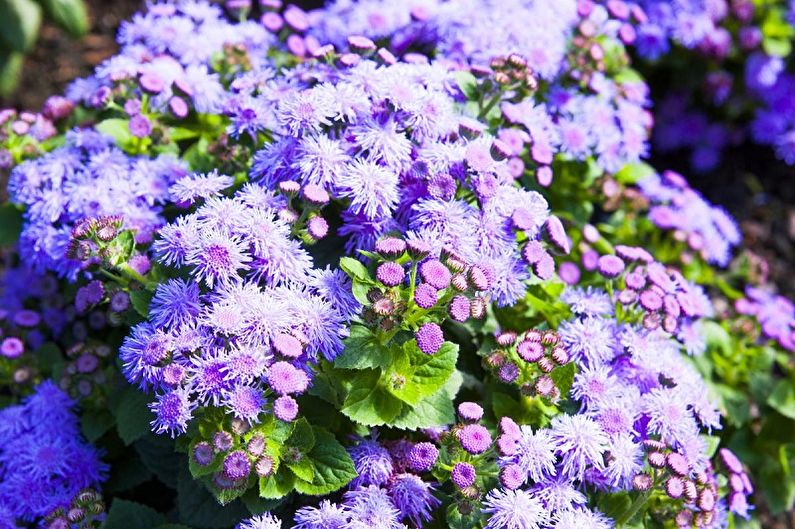 Ageratum - Lighting