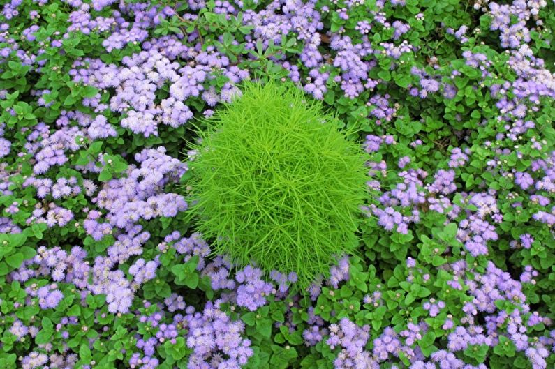 Ageratum - Lighting