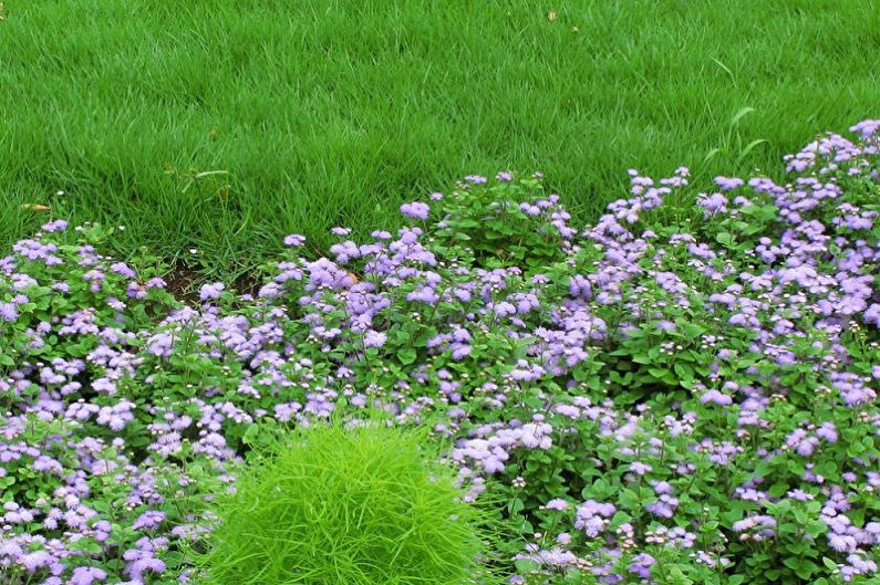 Ageratum - Temperature