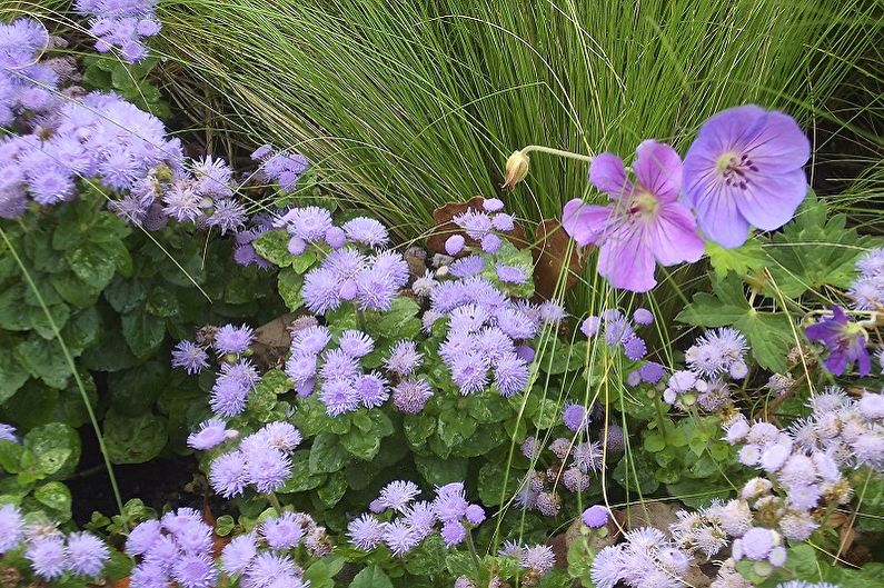 Ageratum - Temperature
