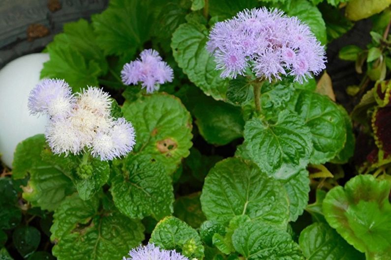 Ageratum - Watering