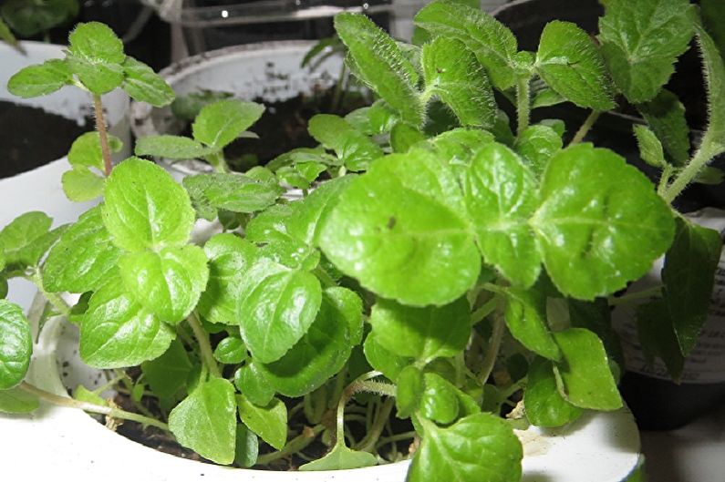 Ageratum - Watering