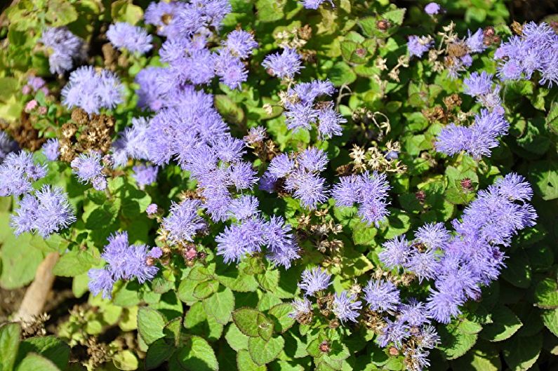 Ageratum - Pests and Diseases