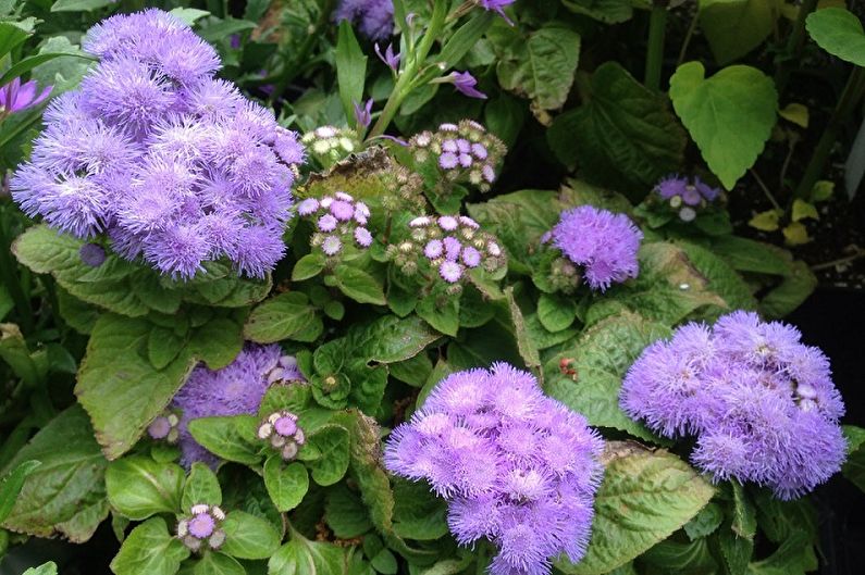 Ageratum - Pests and Diseases