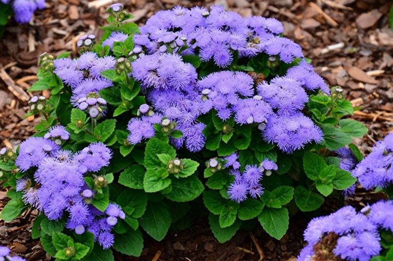 How to transplant ageratum