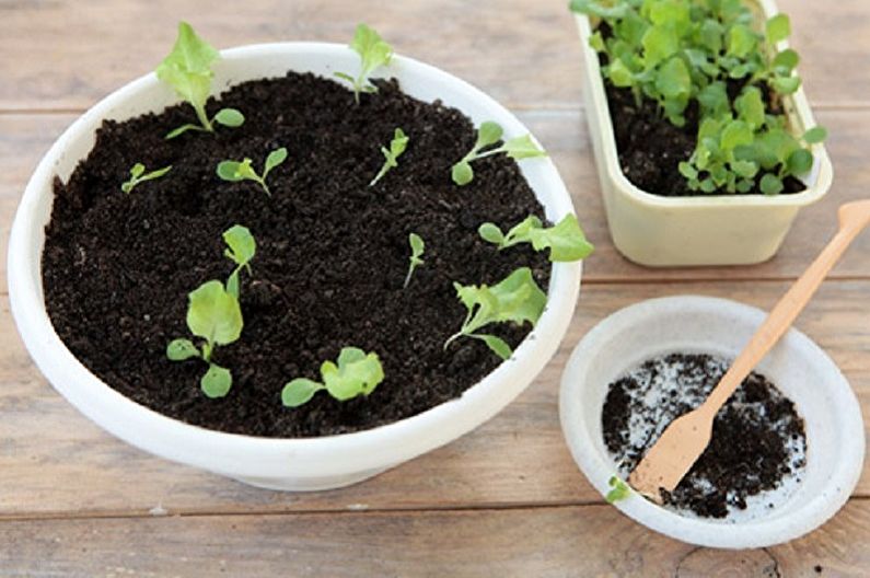 Ageratum propagation by seeds