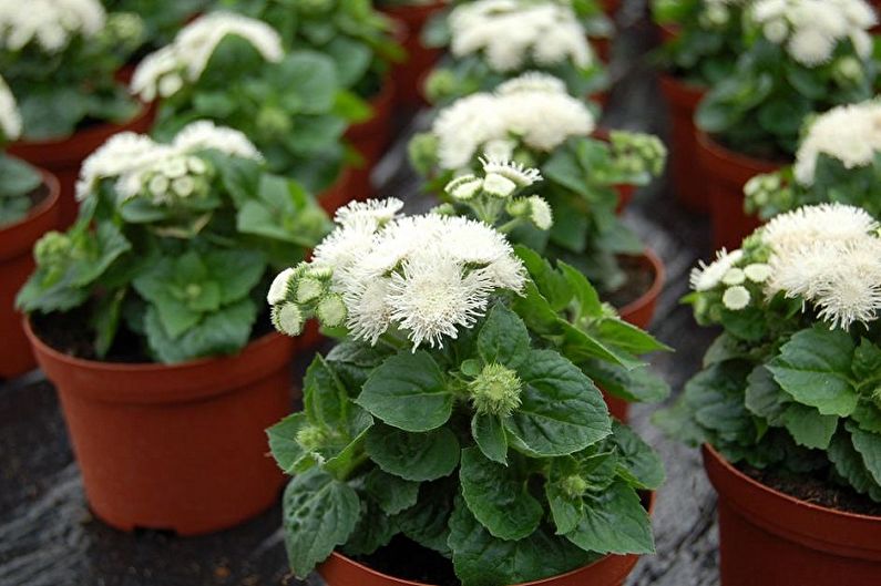 Ageratum propagation by cuttings