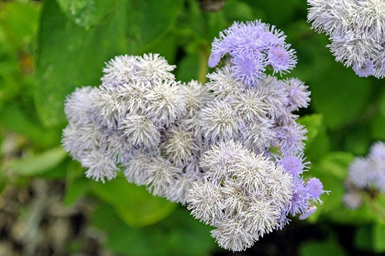 Ageratum - photo