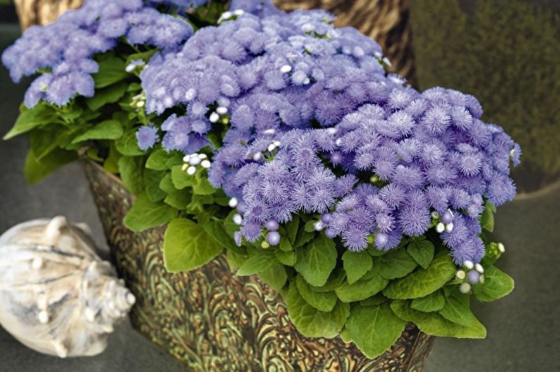 Ageratum - photo