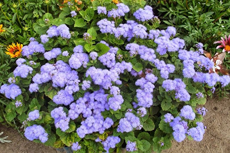 Ageratum - photo