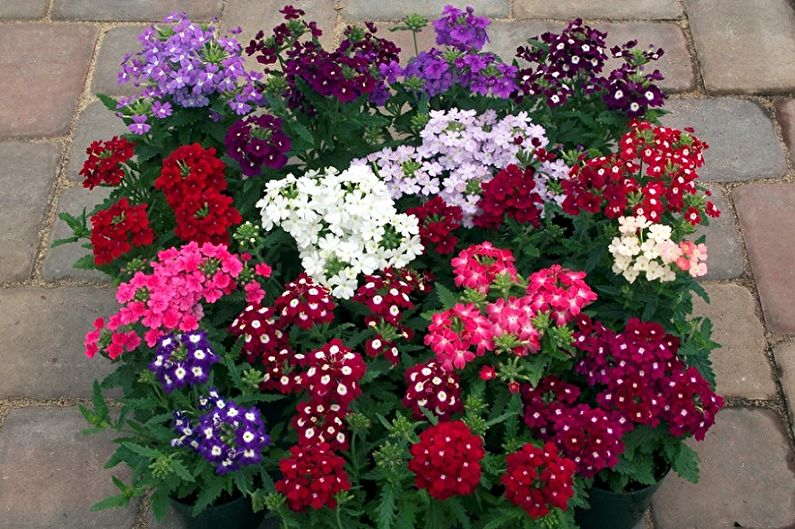 Verbena large-flowered