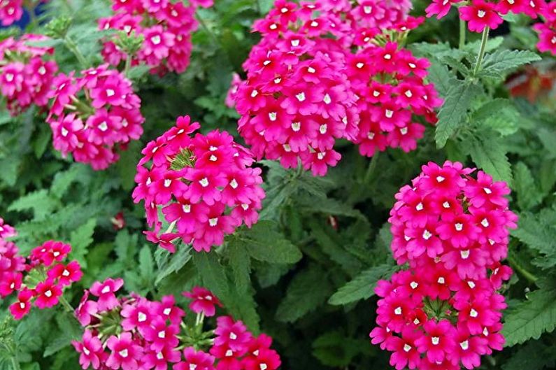 Verbena is beautiful