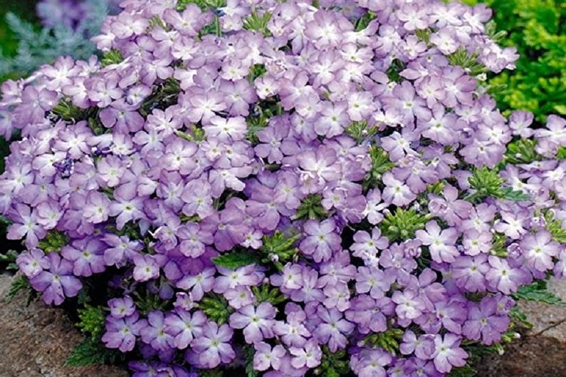 Verbena is beautiful