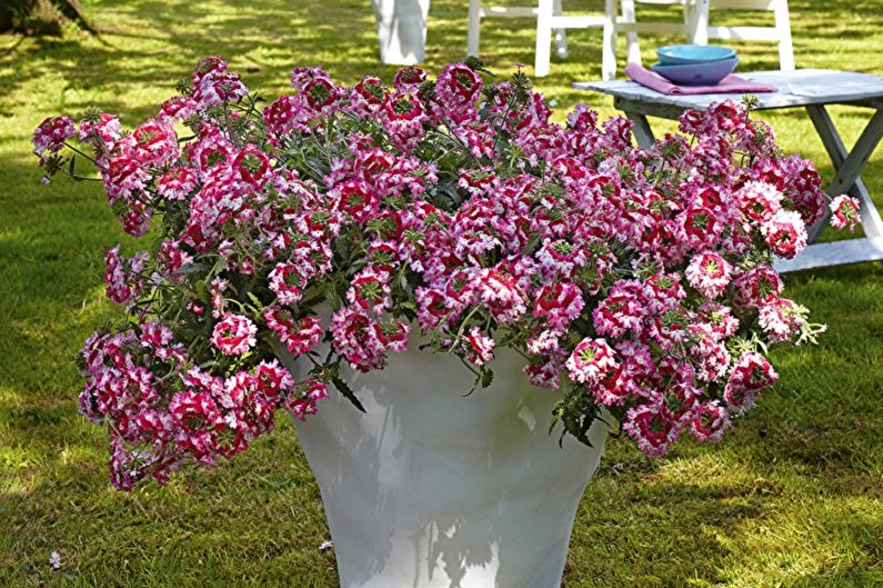 Verbena - Lighting