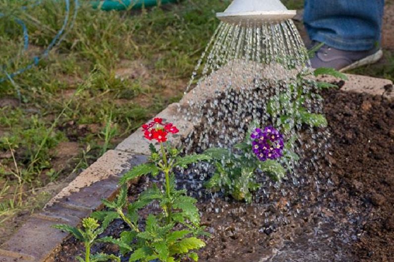 Verbena - Watering