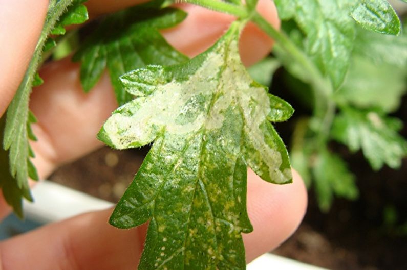 Verbena - Pests and Diseases