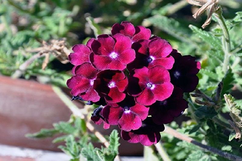 Verbena - Pests and Diseases