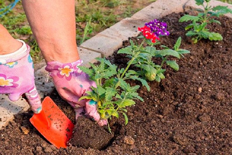 How to transplant verbena