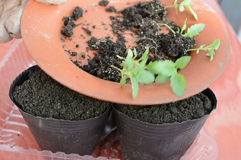 Verbena propagation by seeds