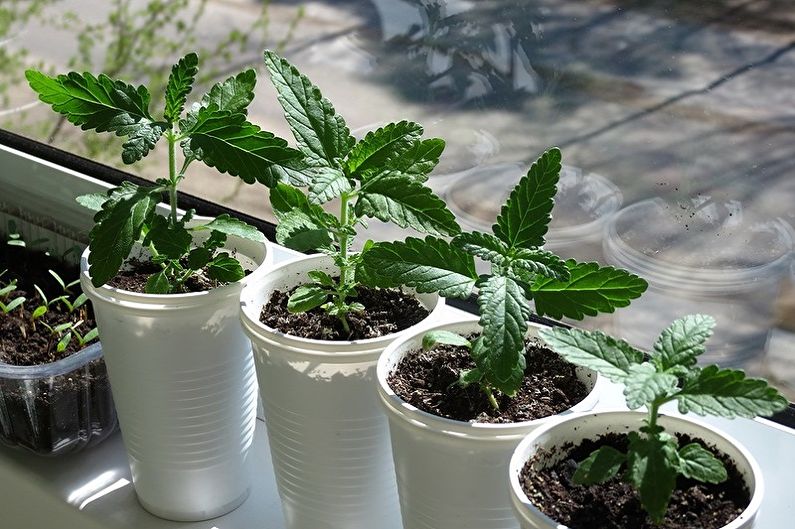 Verbena propagation by cuttings