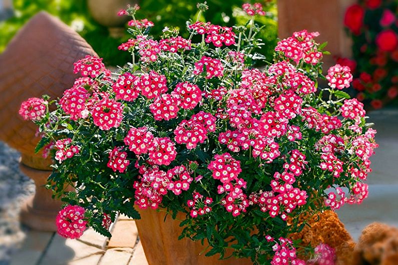 Verbena - photos