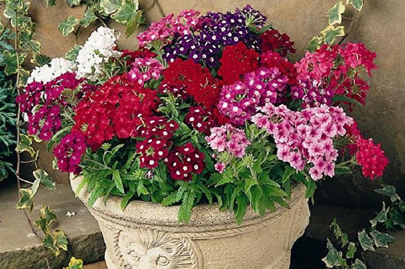 Verbena - photos