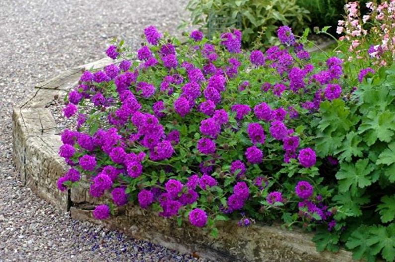 Verbena - photos