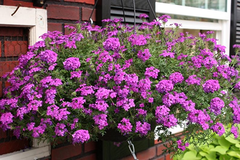 Verbena - photos