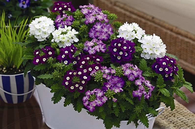 Verbena - photos